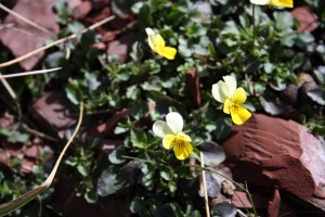 Viola lutea (1200 x 801)